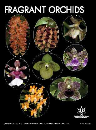Picture of 2024/10 Fragrant Orchids
