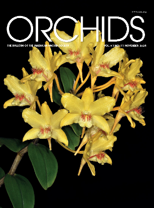 Picture of 2024/11 November ORCHIDS Magazine