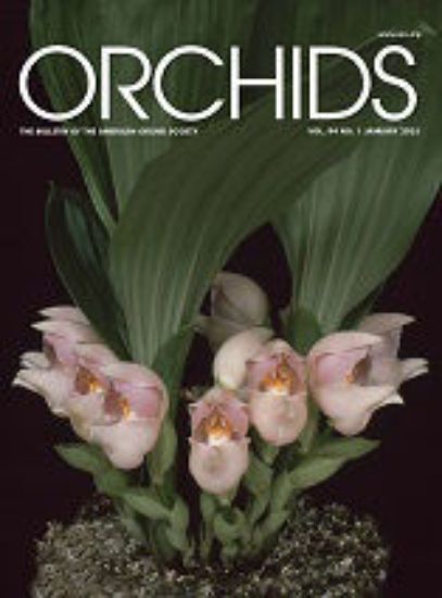 Picture of 2025/01 January ORCHIDS Magazine