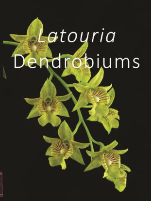 Picture of Latouria Dendrobium (U.S. Domestic Shipping) (exclusive)