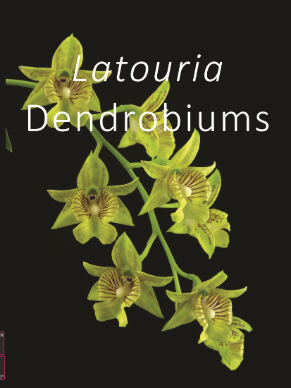 Picture of Latouria Dendrobium (U.S. Domestic Shipping) (exclusive)