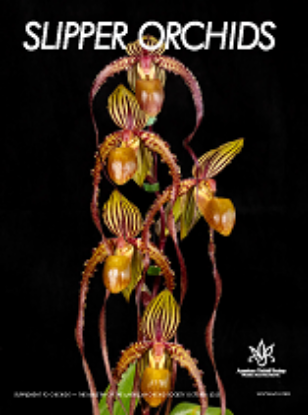 Picture of 2025/10 Slipper Orchids